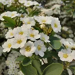Il Rosmarino - Con Giardino *