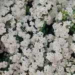 Il Rosmarino - Con Giardino * Cavour