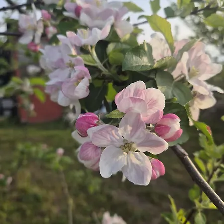 Il Rosmarino - Con Giardino * Cavour