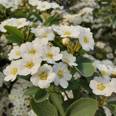 Il Rosmarino - Con Giardino *