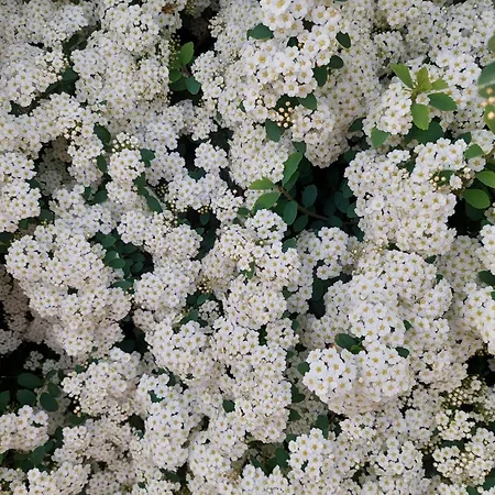 Il Rosmarino - Con Giardino * Cavour